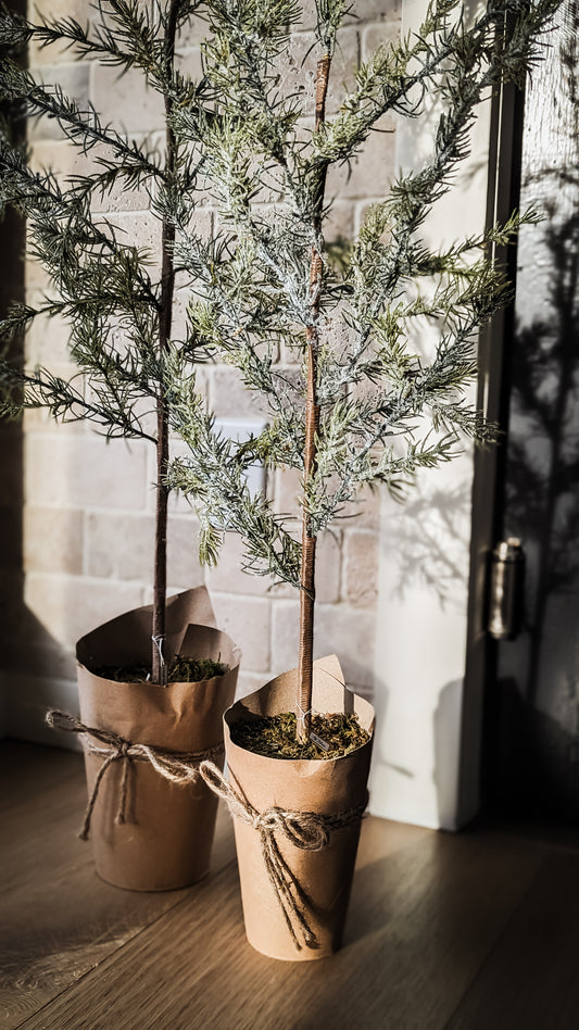 Atlas Cedar Tree (33")