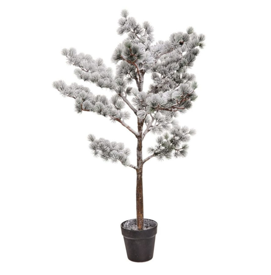 Potted Snow Mountain Pine Tree 3 FT