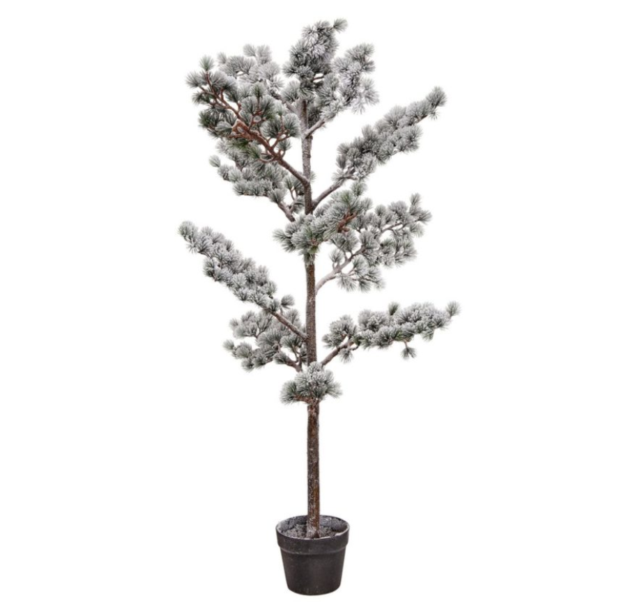 Potted Snow Mountain Pine Tree 4FT